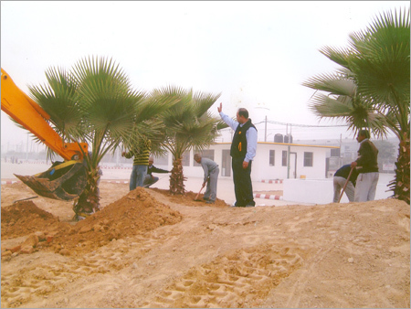 Washingtonia Palm Growing