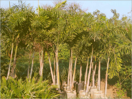 Foxtail Palm