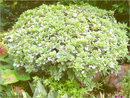 Pittosporum Tobira