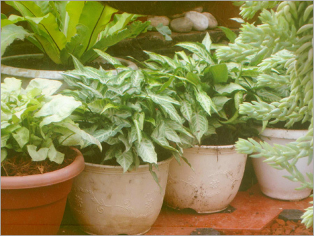 Syngonium