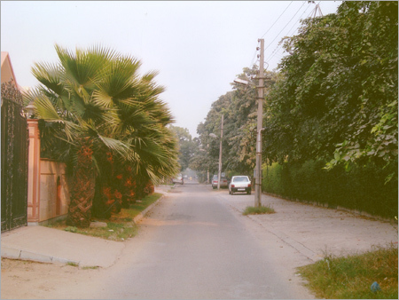 Washingtonia Palm