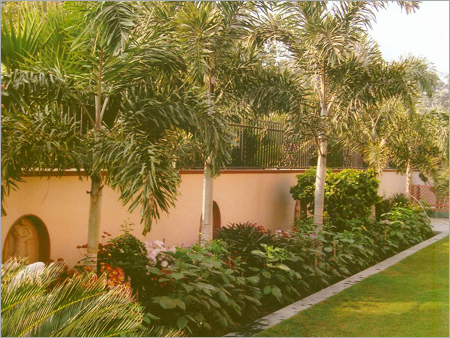 Footail Palm