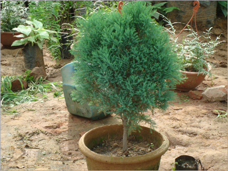 Juniperus Blue