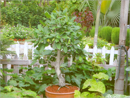 Bonsai