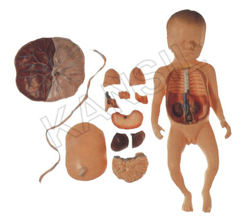 Fetus With Viscera And Placenta Model