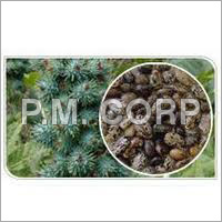 Castor Seed