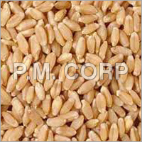 Whole Grain Wheat