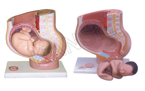 Human Female Pelvis Section (4 parts)  Model