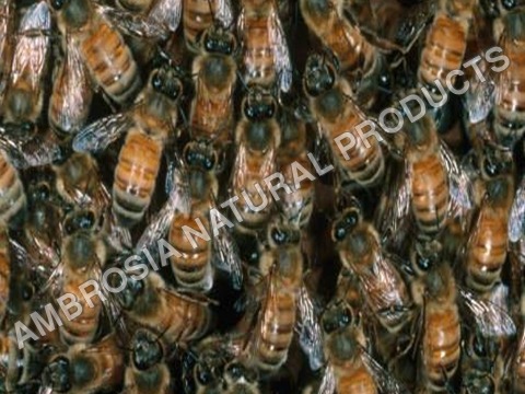 Honey Bees