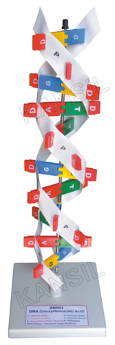 DNA Model