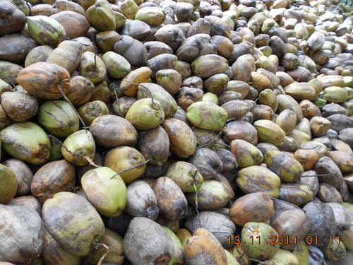 fresh coconut