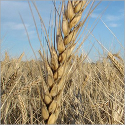 Premium Wheat (White)