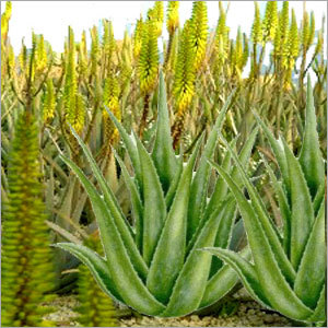 Aloe Vera - Product Type: Botanical Product