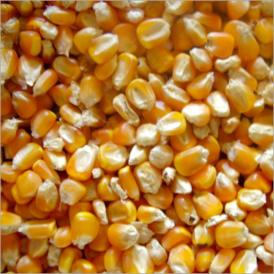 Yellow Maize - Moisture Content 14%, Protein Content 8.5% | High Starch, Pure, Fresh, Easy Digestible, Ideal for Livestock Feed, Cornbread, Breads, Biscuits