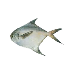 White Pomfret Fish