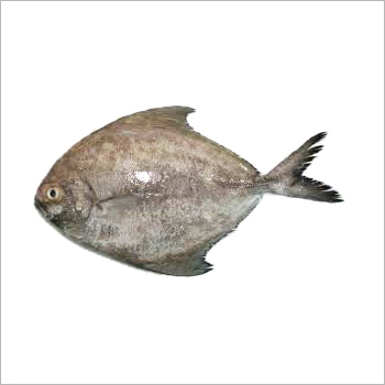 Black Pomfret Fish