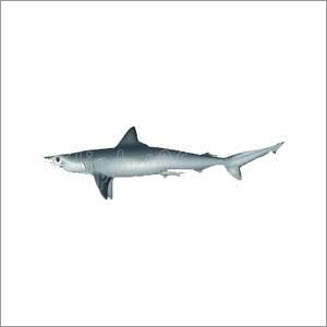 Milk Shark Fish