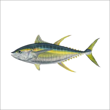 Yellowfin Tuna Fish