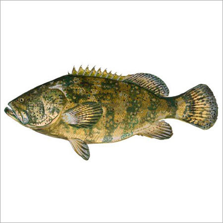 Grouper Fish