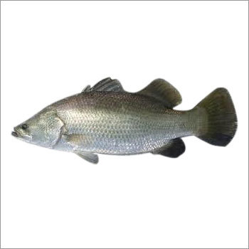 Sea Bass Fish