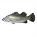 Sea Bass Fish 