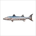 Barracuda Fish 