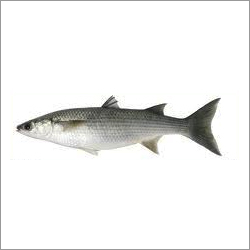 Grey Mullet Fish - Grey Mullet Fish Exporter, Supplier, Trading Company ...