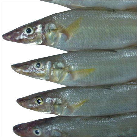 Lady Fish - Lady Fish Exporter, Supplier, Trading Company, Chennai, India