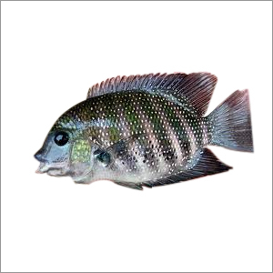 Pearl Spot Fish