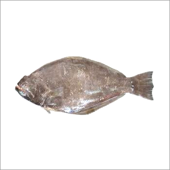 Indian Halibut Fish