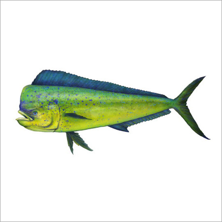Dolphin Fish