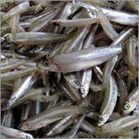 Whitebait Fish