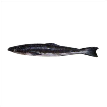 Black King Fish