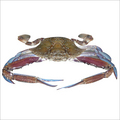 Blue Sea Crab 