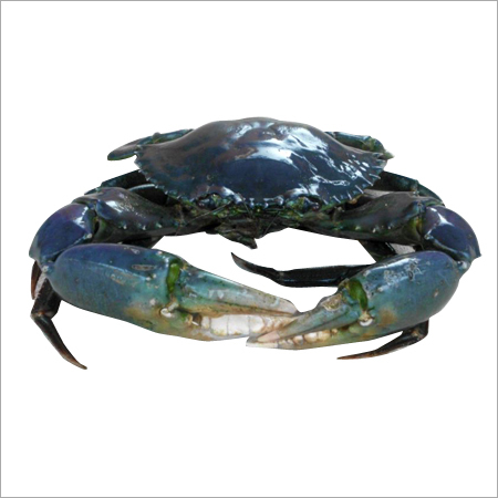 Blue Mud Crab