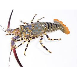 Lobster