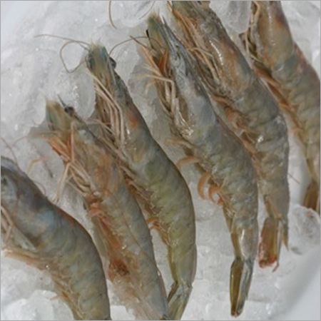 White Prawn