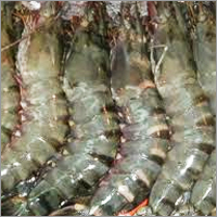 Tiger Prawn
