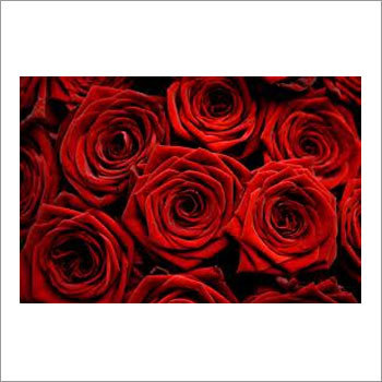 Red Rose Flowers