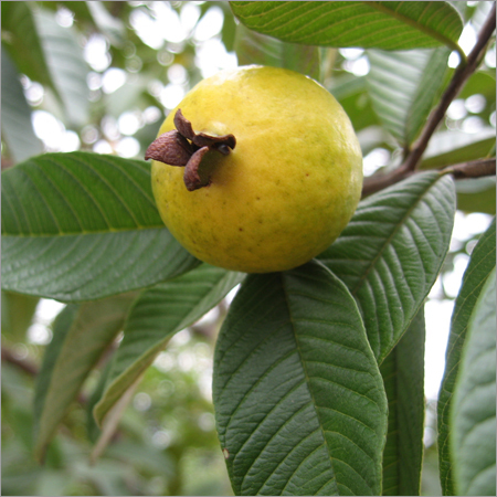 Guava