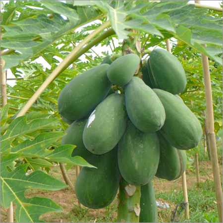 Papaya