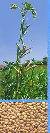 Cassia & Guar Hydrocolloids - Natural Seed Extracts, Green Color, 0.25% Moisture, 5% Protein, 100% Purity, Ideal for Home Food Applications