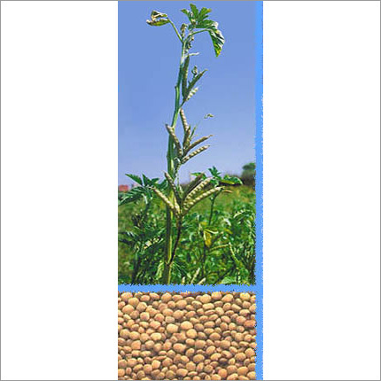 Yellow Hydrocolloids And Gums