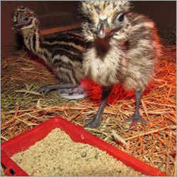 Emu Bird Chicks