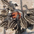 Emu Birds Food 
