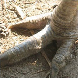 EMU Nails