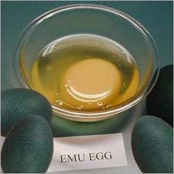 Fresh Emu Eggs - Dark Green Shell 12x9cm, 500-600g Weight | Ethically Sourced, Fresh, Versatile Use, High Quality, Refrigerated Storage