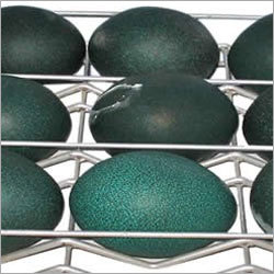 EMU Birds Eggs