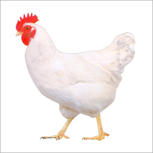 Fresh Chicken