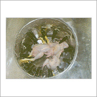 Frozen Chicken Meat